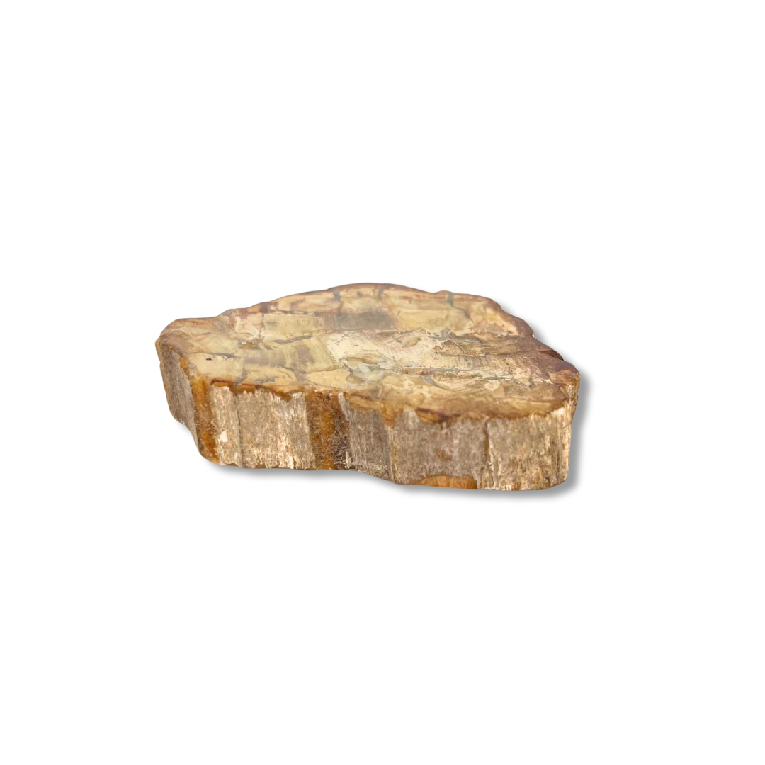 Tranche Bois Fossile