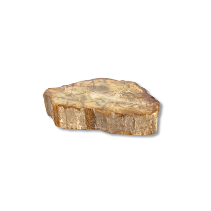 Tranche Bois Fossile