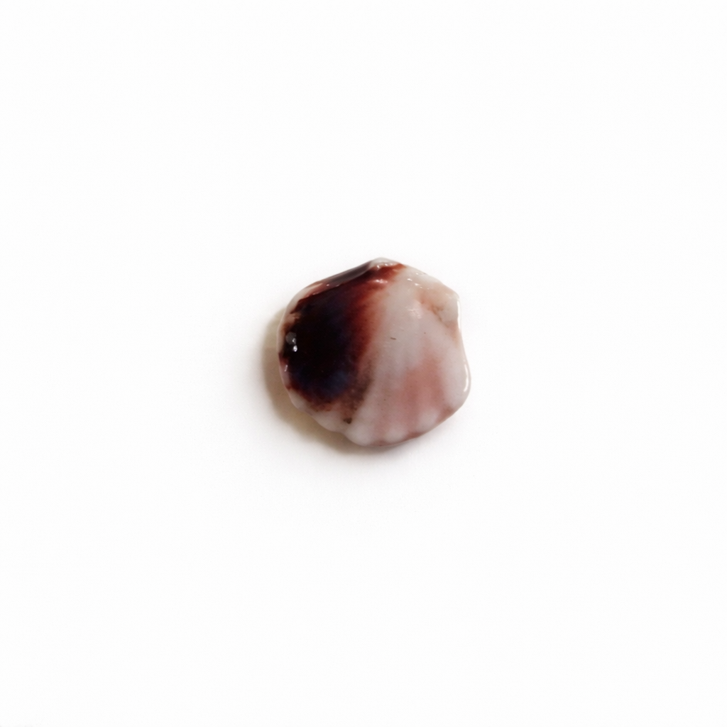 Mini coquillage ceramique