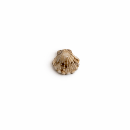 Mini coquillage en ceramique