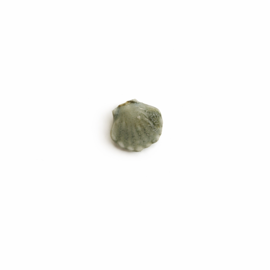 Mini coquillage ceramique
