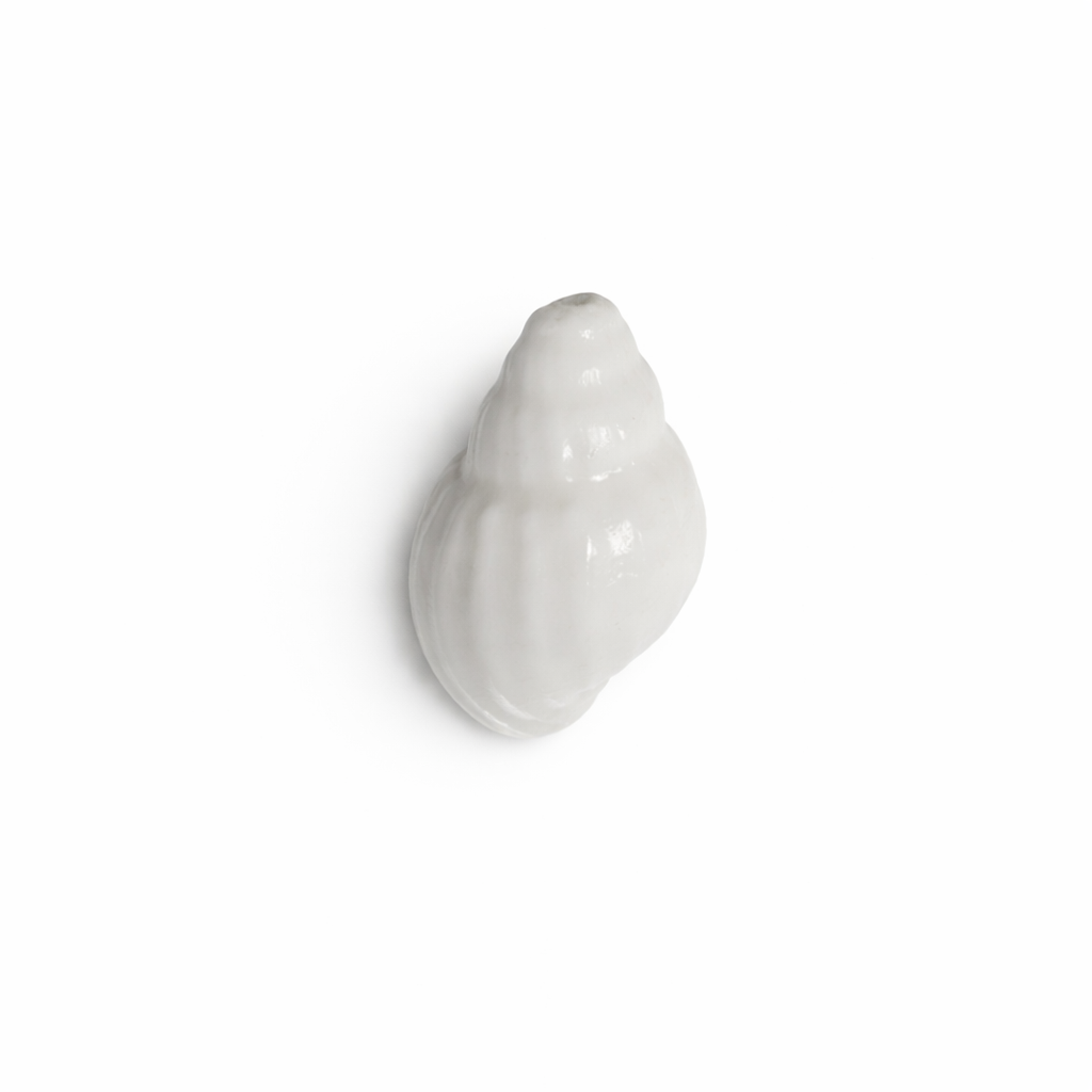 Coquillage ceramique